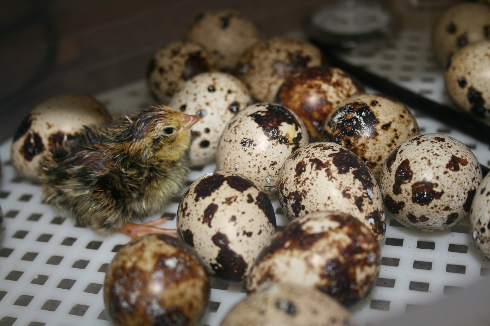 thumbnail image 2 of 60 Jumbo White Texas A&M Coturnix Quail Hatching Eggs – Fertilized 2 of 2