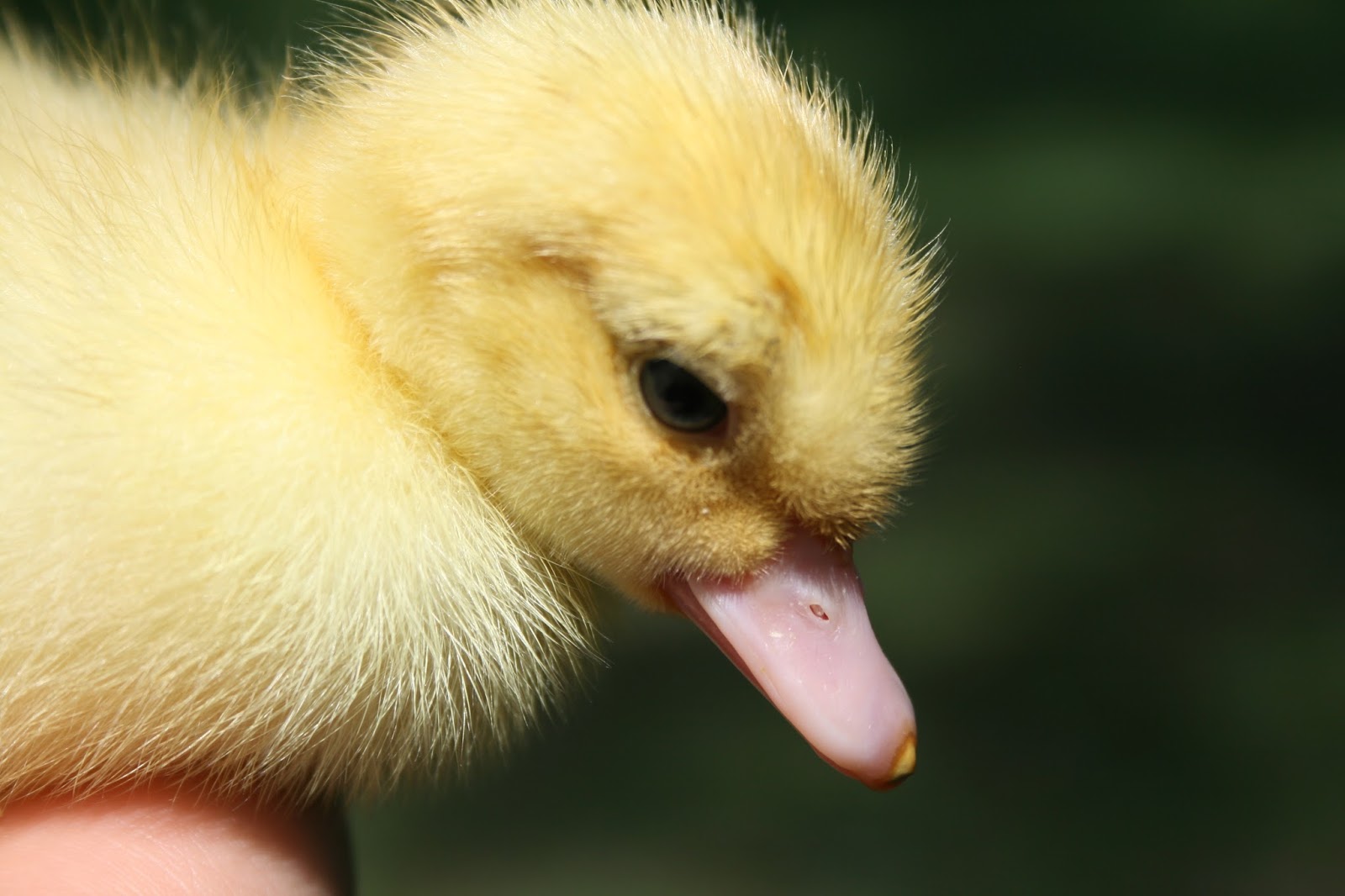 How To Raise Muscovy Ducklings – Dear Juneberry…