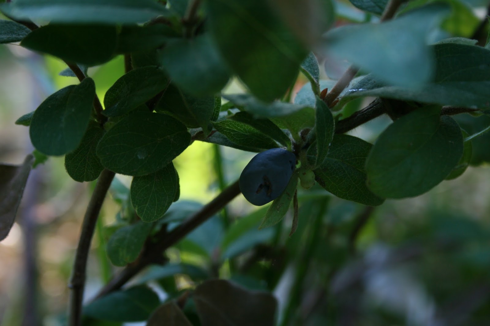 Honeyberry, I’m Home! Dear Juneberry…