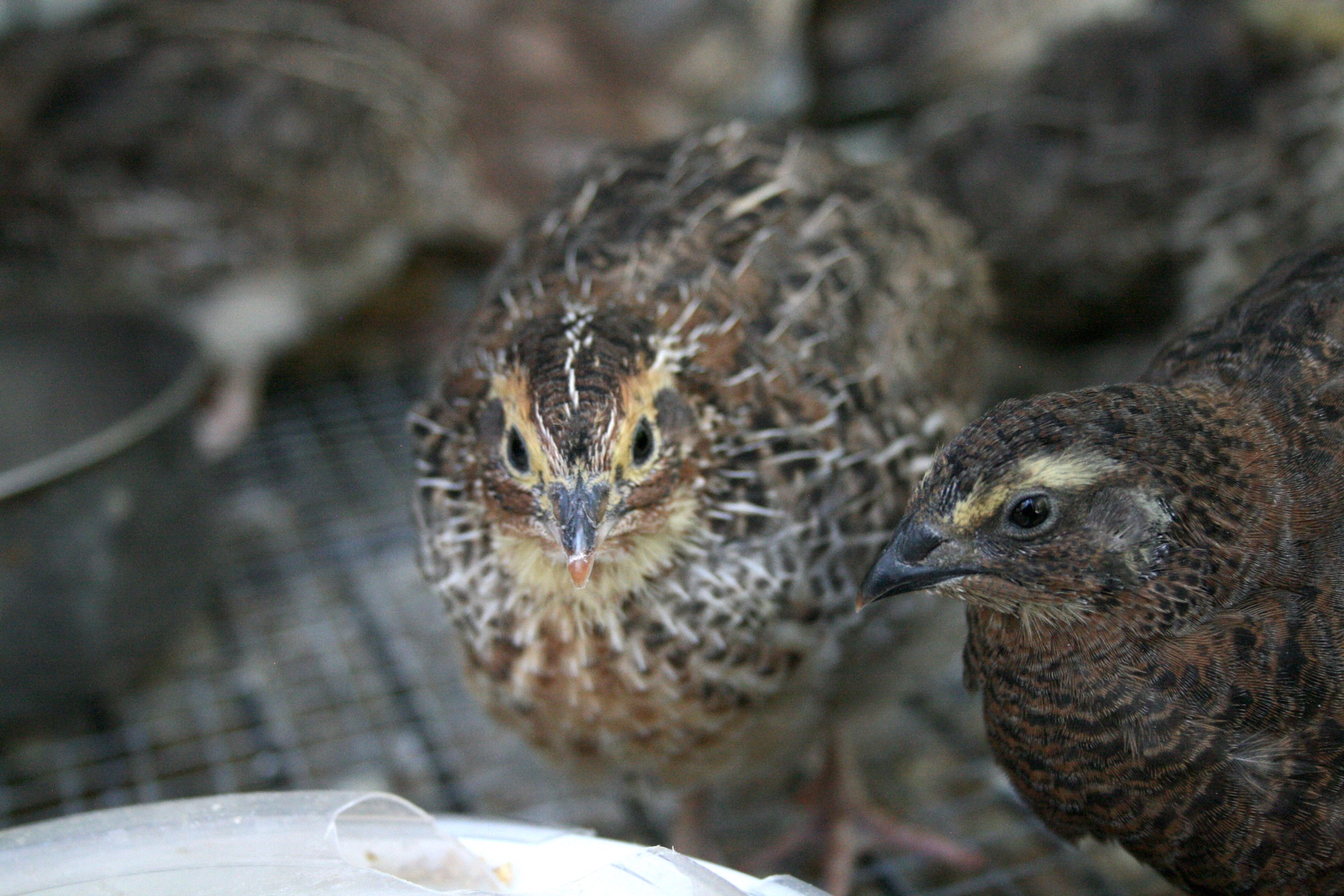 From Egg To Egg: Guide To Raising Coturnix Quail – Dear ...