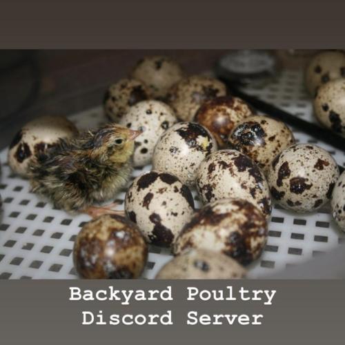 Backyard Poultry Discord Server