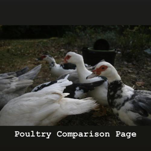 Poultry Comparison Page