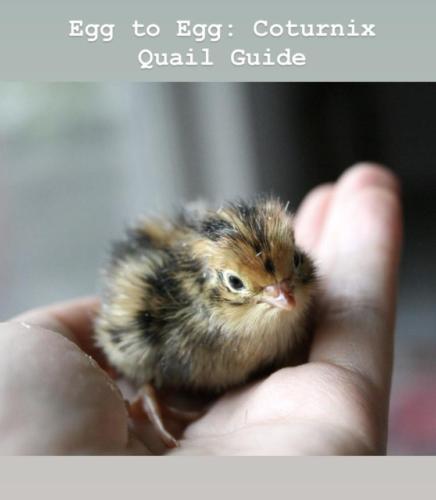 Guide To Raising Coturnix Quail