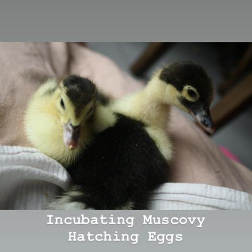 Incubating Muscovy Hatching Eggs