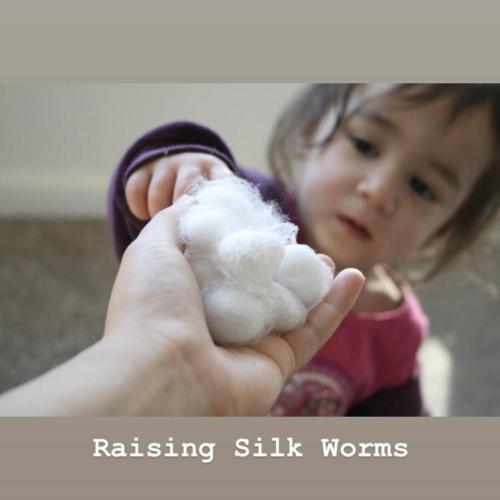 Raising Silkworms
